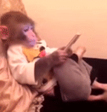 vídeo, gustavo, ребенок, обезьянки, домашние обезьянки