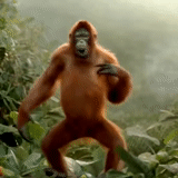 обезьяна танцует, танцующая обезьяна, танцующий орангутанг, смешные обезьяны танцуют, обезьяна танцует под субботу