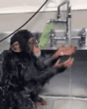 шимпанзе, обезьяна, большой рэкет, обезьяна моется