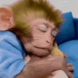 ребенок, оставшийся, обезьянка тома, смешные животные, смешные обезьянки