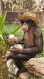 шимпанзе, мультики, wild animals, murder drones, обезьяна бонобо