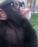 обезьяна, шимпанзе, самец шимпанзе, обезьяны шимпанзе, маленький шимпанзе