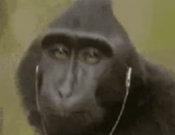 мужчина, обезьяна, нос обезьяны, обезьяна длинным носом, обезьяна фотографируется