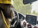 обезьяна, домашняя обезьяна, обезьяна за рулем, обезьяна мерседесе, обезьяна водит машину