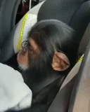шимпанзе, обезьяна, мммм обезьяна, обезьяна мартышка