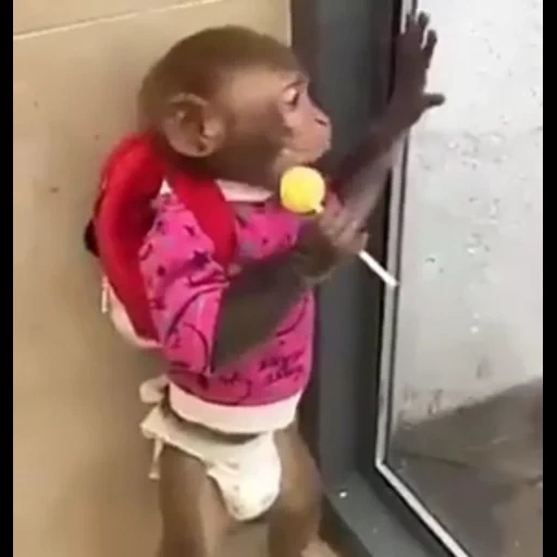 bambino, shemchenko, la scimmietta, scimmia divertente, scimmia domestica