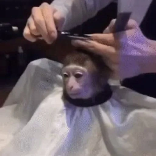 video, death grips, singe mème, les singes sont drôles, couper les cheveux du singe
