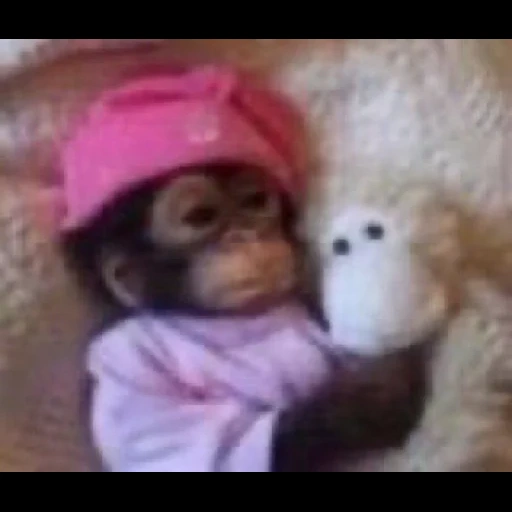 cocok, bibiana, baby monkey, the monkey is sweet, monkey reborn