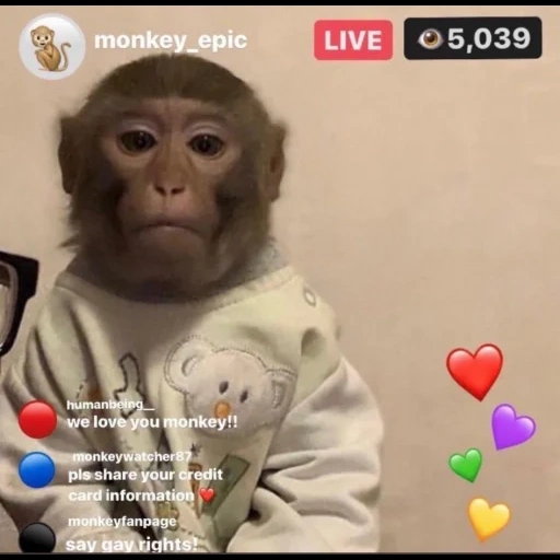 mono, un mono, mono divertido, mono makaku, animales divertidos