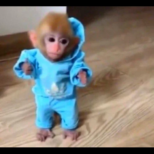 un juguete, monos, muñecas en miniatura, pequeño mono, mono de bolsillo