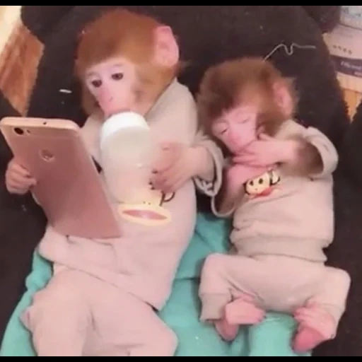 filho, um macaco, animais fofos, animais engraçados, macacos caseiros