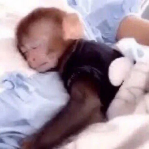 le persone, bambino, scimmia domestica, orangutan neonato, solo scimmie nate