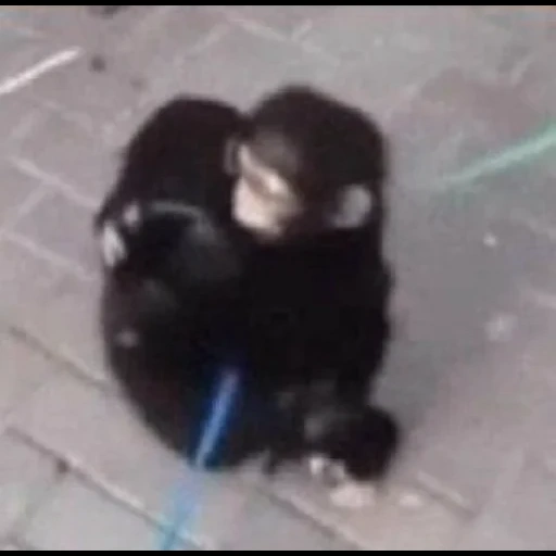monkey rou stone, lo scimpanzé è stato fumato a morte, piccolo scimpanzé, scimmia domestica, la scimmia indonesiana salvata bebe è ora