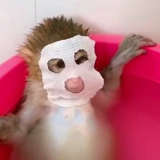 joda, un juguete, aitkulov, el mono se lava, pequeño mono