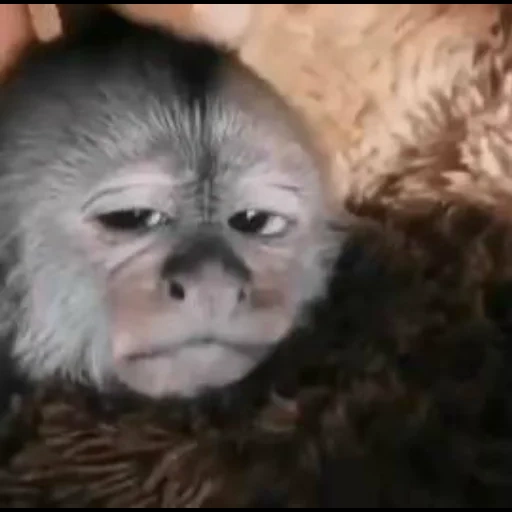 un mono, monos, sleepy joe, meme de mono, mono casero