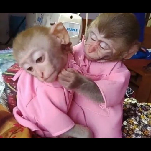 child, baby monkey, two monkeys, bibi monkey, homemade monkeys