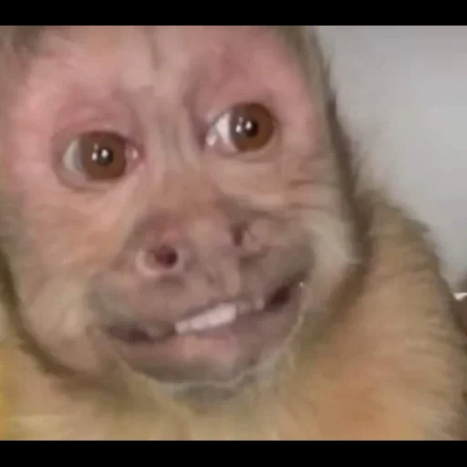 mono, un mono, monos, mono gracioso