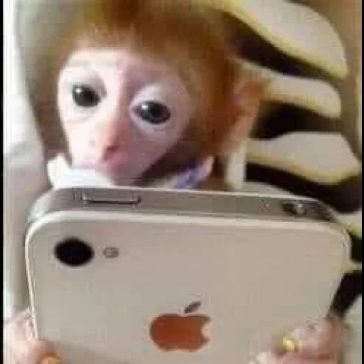 el mono es dulce, mono casero, monos caseros, el mono es pequeño, pequeño mono