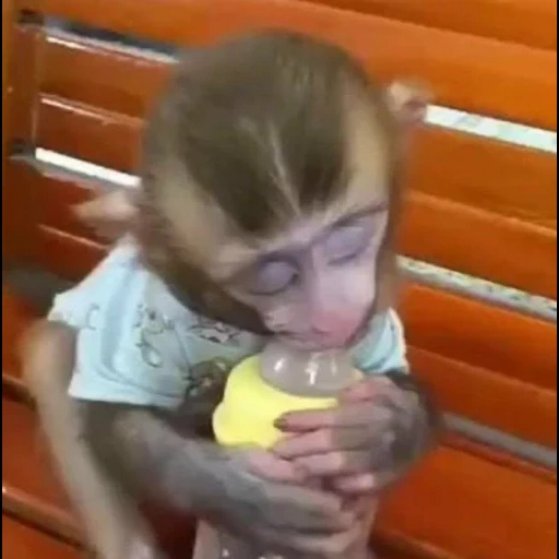 singe, manual monkey, singe domestique, petit singe, maison de singe à longue bouche