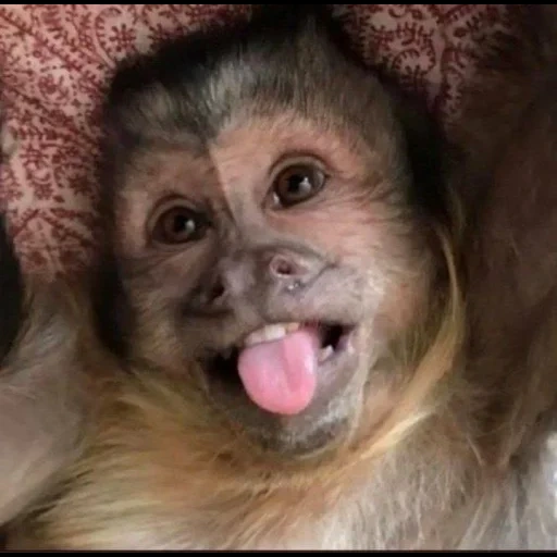 capucina de mono, mono casero, monos caseros, monos pequeños, monos caseros de las capacinas