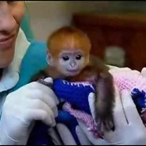 mini monkey, dear monkey, little monkey, red haired small monkey, mini monkeys homemade