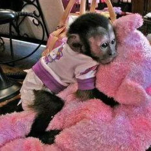 monos caseros, monkey kapucin está vivo, kapucin monkey casero, kapucina de mono de juguete blando, monos de capucina pequeños capaces