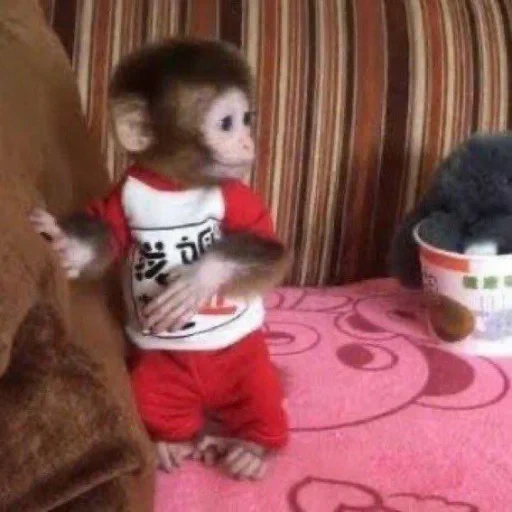 safronenko, caro macaco, um macaco glorioso, macacos caseiros, lindo macaco