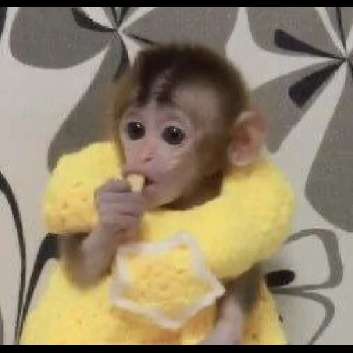 un mono, monos, monos caseros, pequeño mono, monos clonados