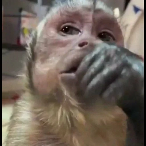 niño, un mono, mono makaku, javanese makaku, mono casero