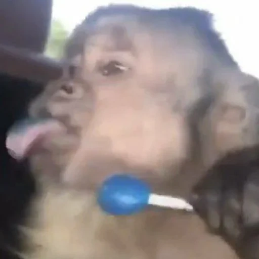 child, human, chimpanzees, a monkey, funny monkeys