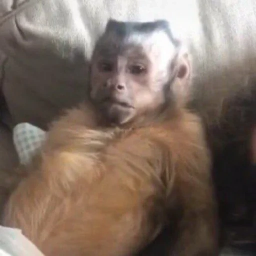 a monkey, monkeys, brown kapucin, the face of the monkey, homemade monkeys