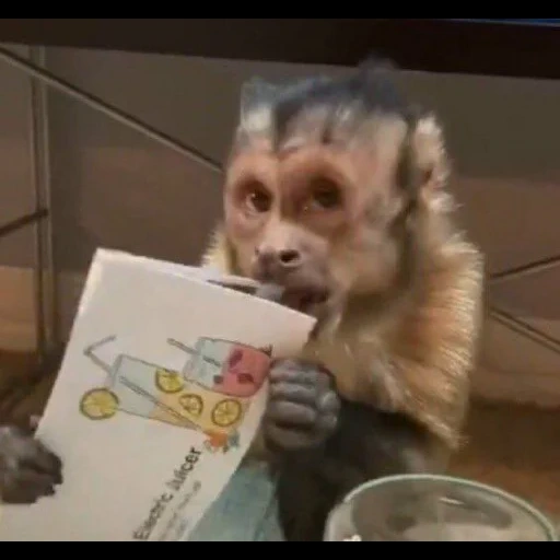 singe, monkey boo, petit singe, singe domestique, macaque de java