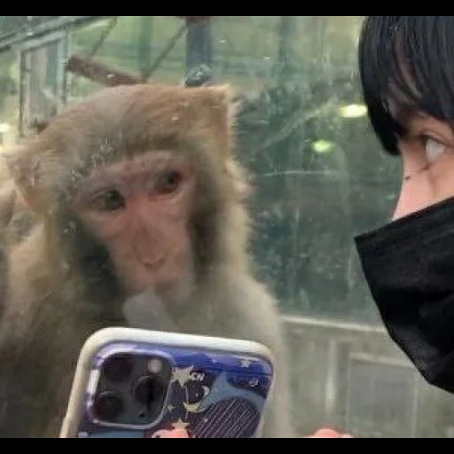 seekor monyet, monyet makaku, iphone monyet, monyet android, monyet di antara kita
