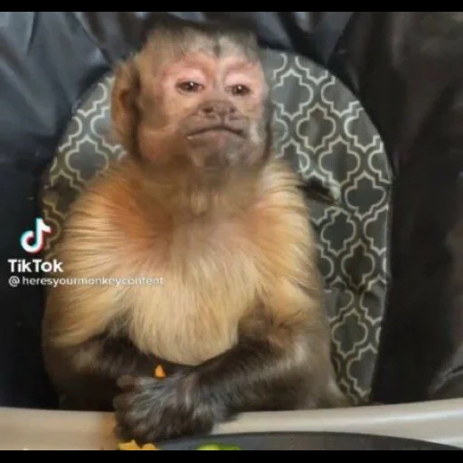 un mono, mono gracioso, capucina de mono, capucina de mono, monos caseros