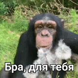 people, singe, les animaux sont mignons, hilarant singe, les chimpanzés sont drôles