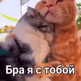 kucing, kucing, anda adalah kucing, ciuman kit, aku mencintaimu kucing