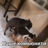 cat, a ridiculous animal, animal pranks, dogs mate with cats