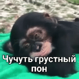 baby monkey, смешные животные, веселые животные, обезьяна засыпает, маленькая черная обезьянка