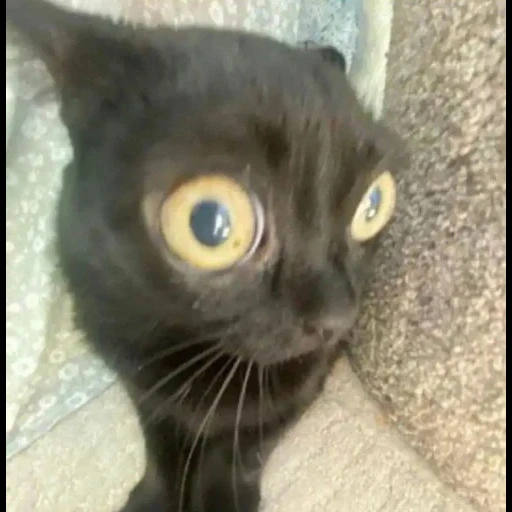 gatto, gatto, gatto nero, bombay cat, un gatto con occhi sorpresi