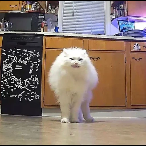 chat moelleux, les animaux sont mignons, chat blanc drôle, matin après les vacances, un chat moelleux épais