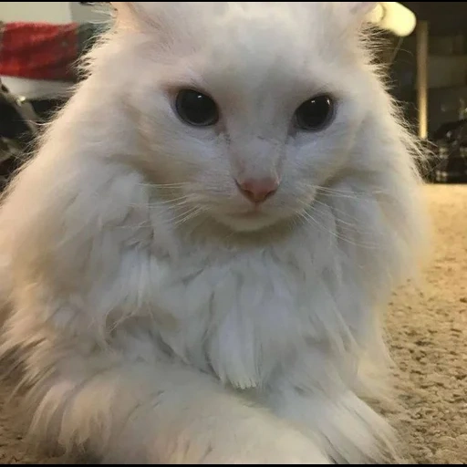 ангора кошка, ангорская кошка, пушистая кошечка, белая пушистая кошка, турецкая ангора кошка