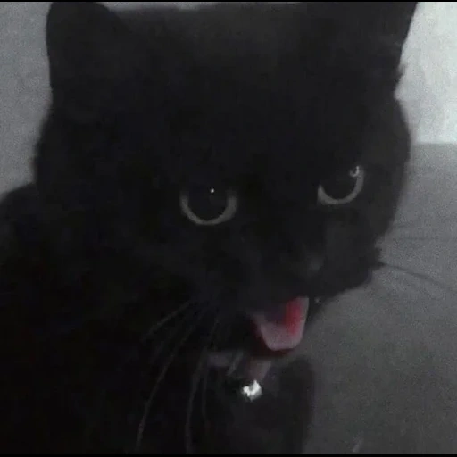 gato gato, gato negro, gato gracioso, gatito negro, los perros marinos son ridículos