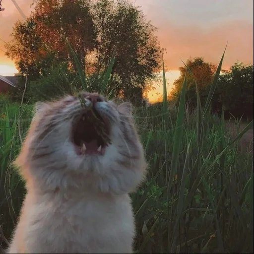 gato, gatos, perro marino, perro marino aaaaa, gato peludo