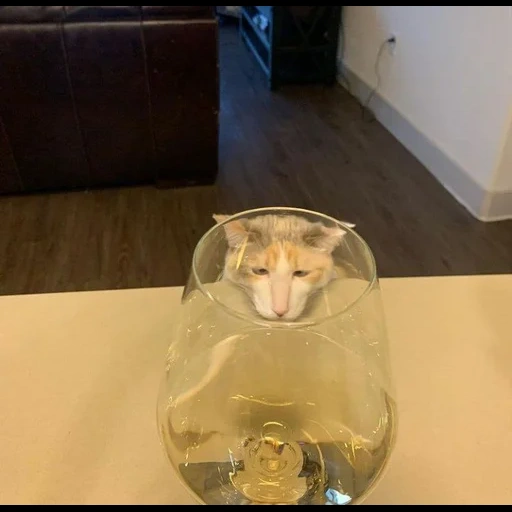 gato, kote, bem uma vara, gato para o banco, gatos engraçados