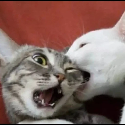 cat, funny cat, cats bite, cat fight, funny animal cat