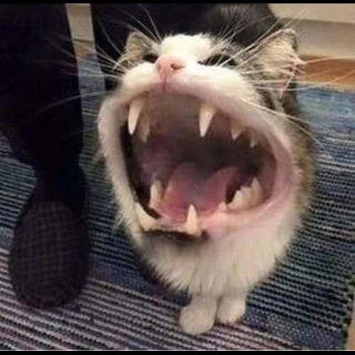 the cat is screaming, a screaming cat, a screaming cat, animals are cheerful, funny screaming cat