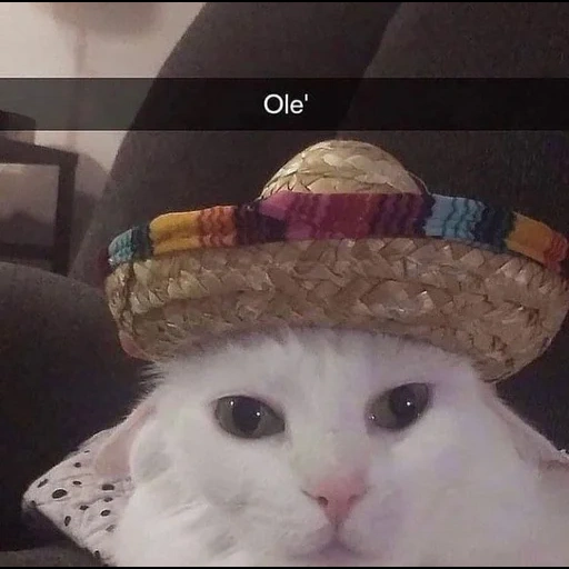 gato, gato, um gato, cat sombrero, os animais são fofos