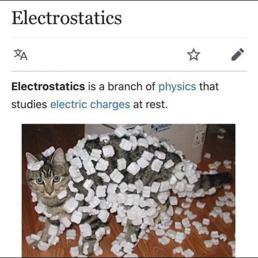 gato, gatos, gato eletrostático, gato de eletricidade estática, eletricidade estática de um gato