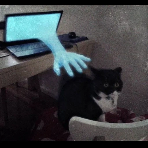 gato, gatos, gatos, gato gif, gatos animales