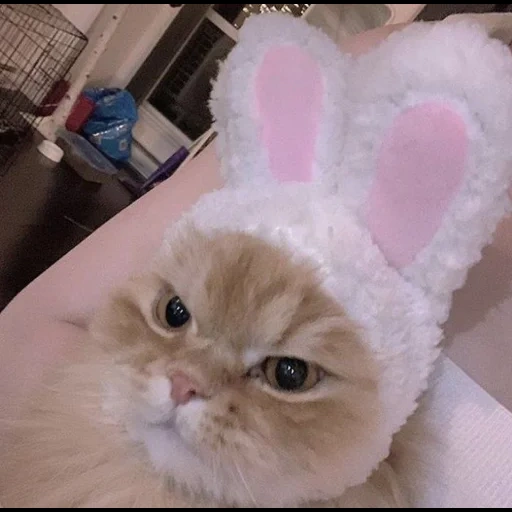 cat, rabbit cat, rabbit-eared cat, rabbit-eared cat, rabbit-eared cat